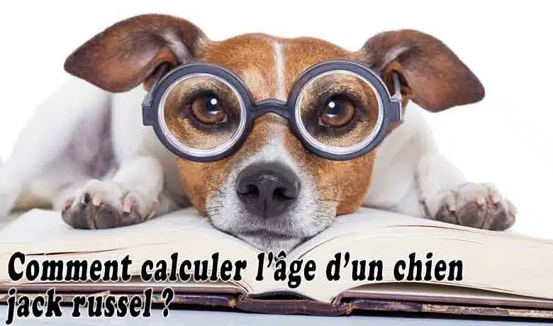 Comment calculer l'âge d'un chien jack Russel