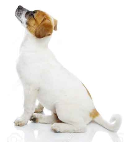 Comment calculer l'âge d'un chien jack Russel