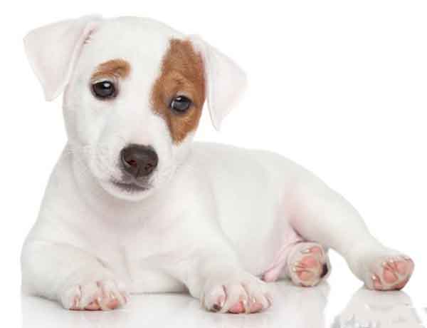 Comment calculer l'âge d'un chien jack Russel