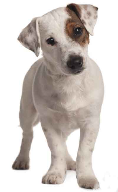 Comment calculer l'âge d'un chien jack Russel