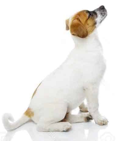 Comment calculer l’âge d’un chien jack Russel?