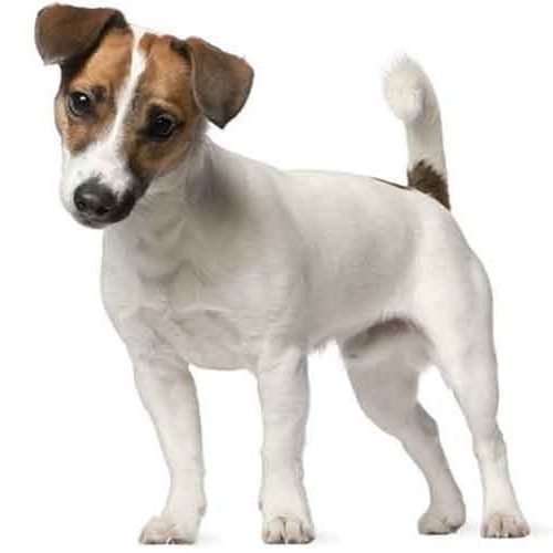 Comment calculer l’âge d’un chien jack Russel?