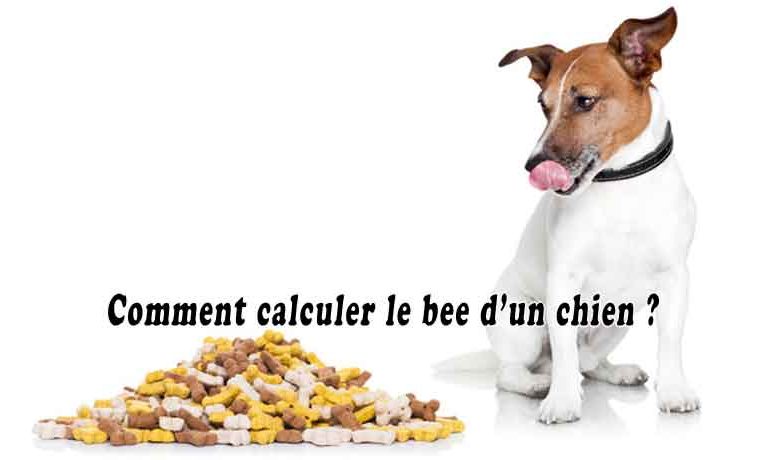 Comment calculer le bee d’un chien