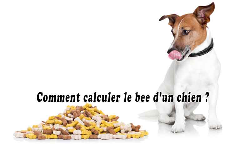 Comment calculer le bee d’un chien