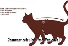 Comment calculer l’imc d’un chat