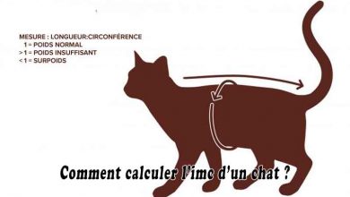 Comment calculer l’imc d’un chat