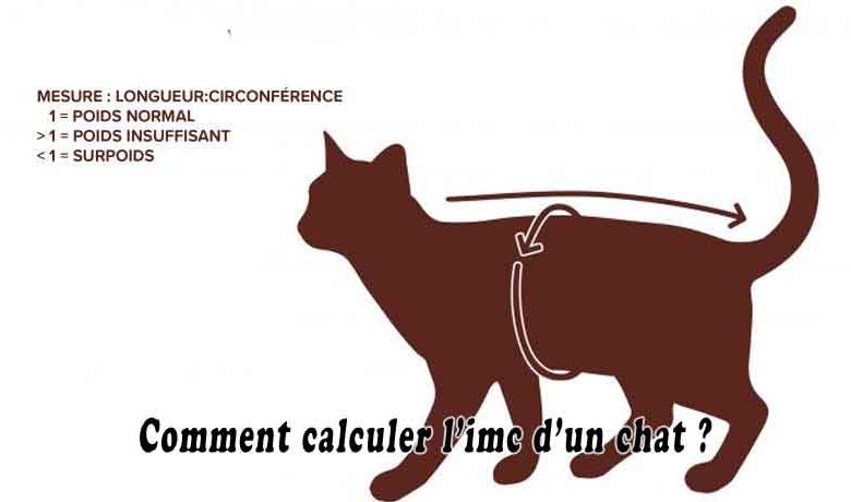 Comment calculer l’imc d’un chat