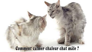 Comment calmer chaleur chat mâle