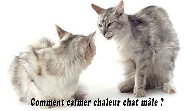 Comment calmer chaleur chat mâle