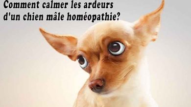 Comment calmer les ardeurs d'un chien mâle homéopathie