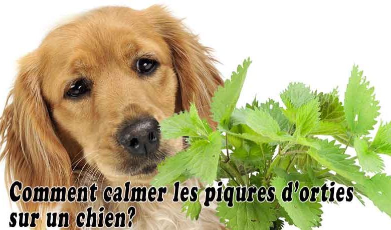 Comment calmer les piqures d'orties sur un chien?