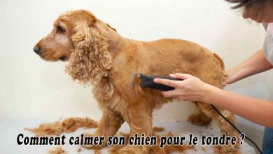 Comment calmer son chien pour le tondre
