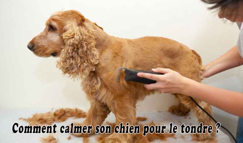 Comment calmer son chien pour le tondre