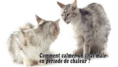 Comment calmer un chat mâle en période de chaleur