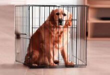 Comment choisir grandeur cage chien?
