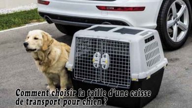 Comment choisir la taille d'une caisse de transport pour chien