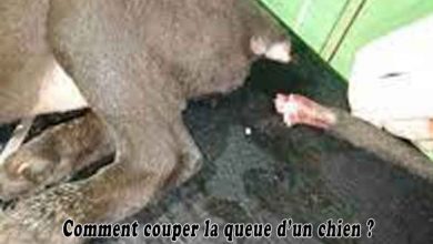 Comment couper la queue d’un chien