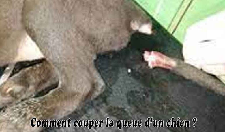 Comment couper la queue d’un chien