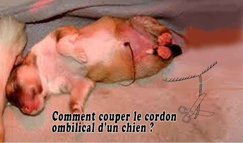 Comment couper le cordon ombilical d’un chien