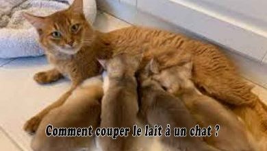 Comment couper le lait à un chat