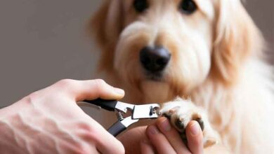 Comment couper les griffes d’un chien avec un coupe ongle?