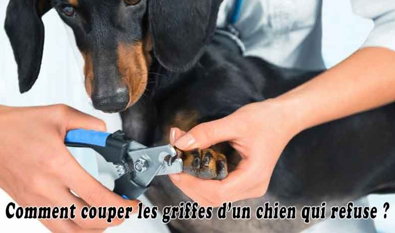 Comment couper les griffes d’un chien qui refuse