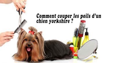 Comment couper les poils d’un chien yorkshire