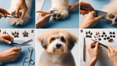 Comment couper les poils entre les coussinets du chien