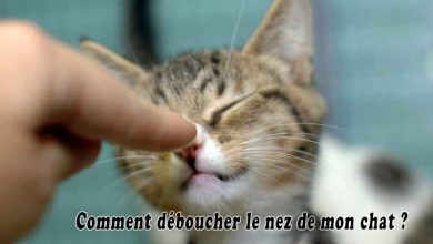 Comment déboucher le nez de mon chat