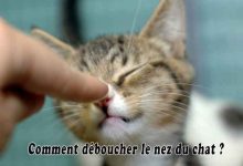 Comment déboucher le nez du chat