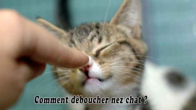 Comment déboucher nez chat