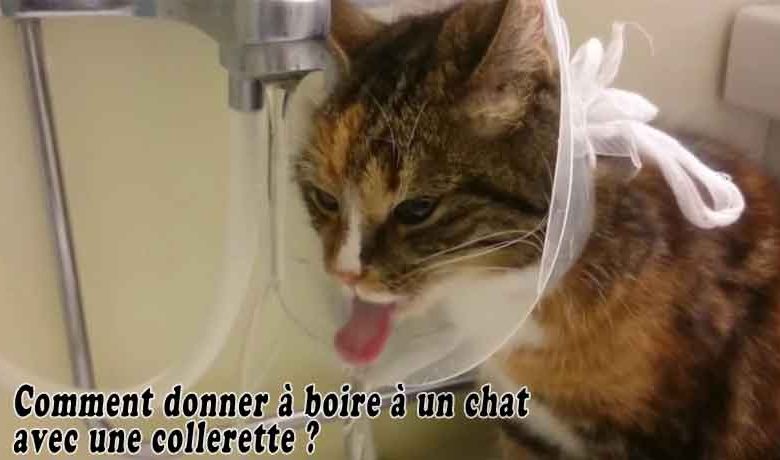 Comment donner à boire à un chat avec une collerette