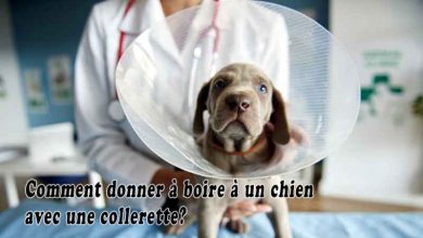 Comment donner à boire à un chien avec une collerette