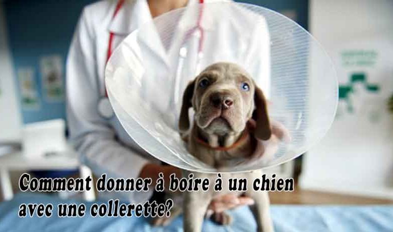 Comment donner à boire à un chien avec une collerette