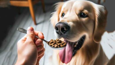 Comment donner à manger à son chien?