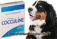 Comment donner cocculine chien