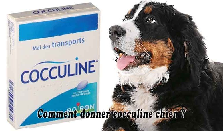 Comment donner cocculine chien