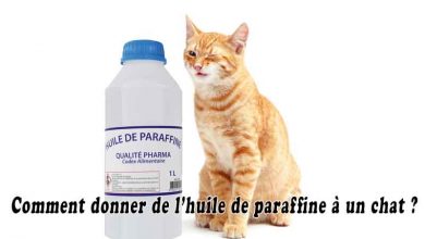 Comment donner de l’huile de paraffine à un chat