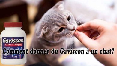 Comment donner du Gaviscon à un chat