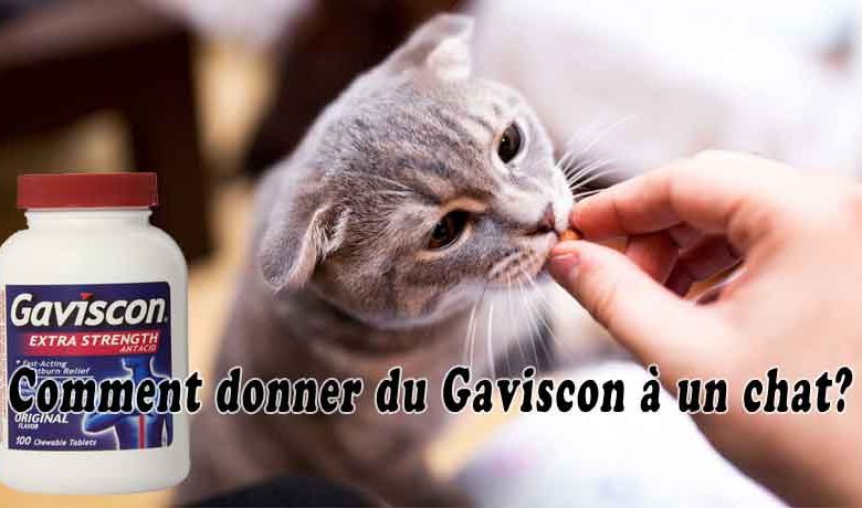 Comment donner du Gaviscon à un chat