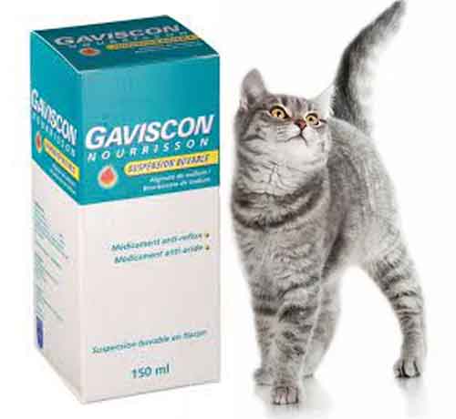 Comment donner du Gaviscon à un chat?
