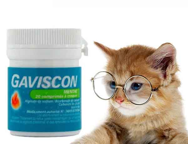 Comment donner du Gaviscon à un chat?