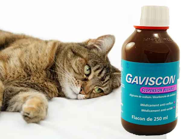 Comment donner du Gaviscon à un chat?