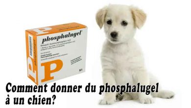 Comment donner du phosphalugel à un chien