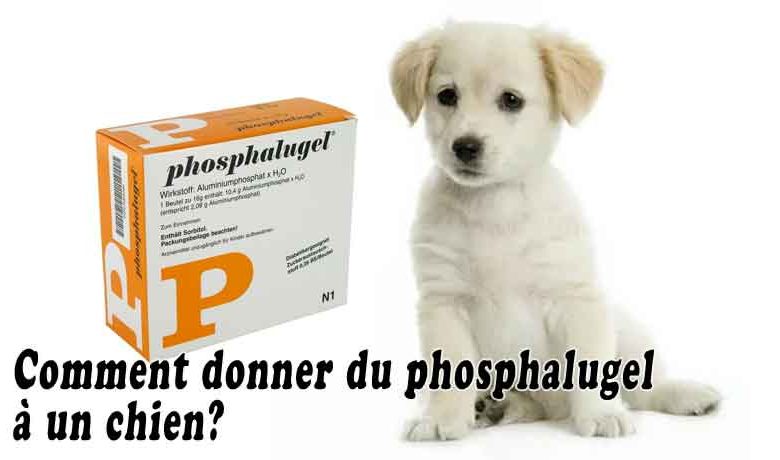 Comment donner du phosphalugel à un chien