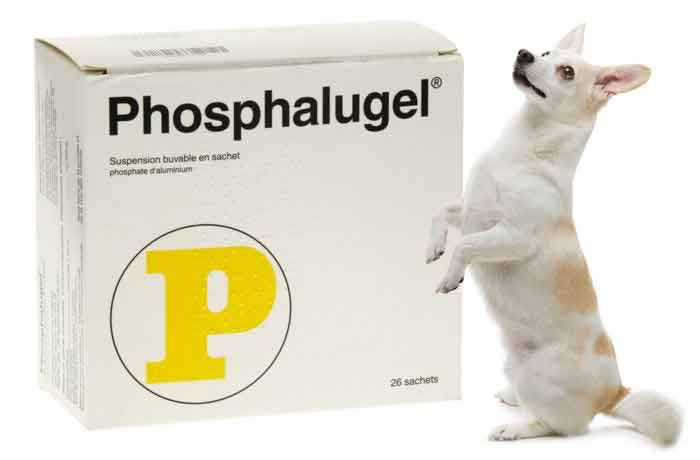 Comment donner du phosphalugel à un chien