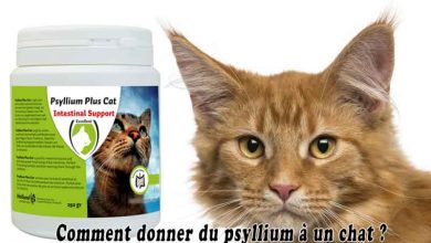 Comment donner du psyllium à un chat