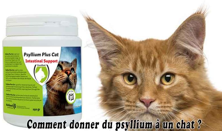 Comment donner du psyllium à un chat