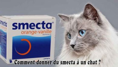 Comment donner du smecta à un chat