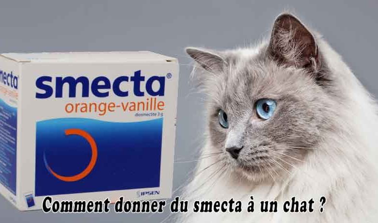 Comment donner du smecta à un chat